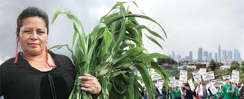  Corn, The Garden